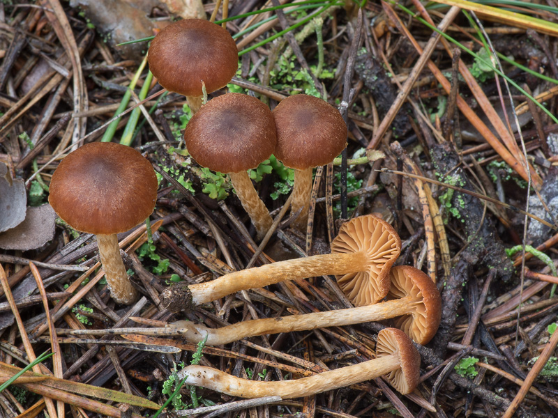 Cortinarius bayeri